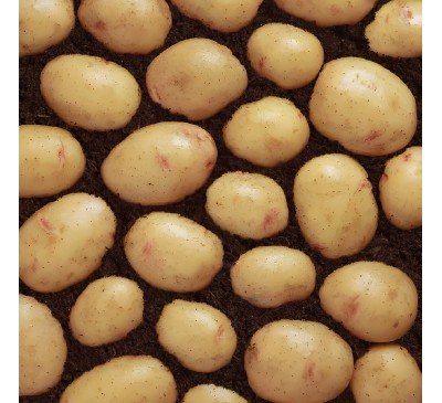 Osprey Second Early Seed Potatoes 2kg Pack Osprey Second Early Seed Potatoes 2kg Pack